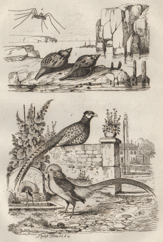 Common/Golden Pheasants.Fasciolaria/Tulip snail.Opiliones/Harvestman spider 1834